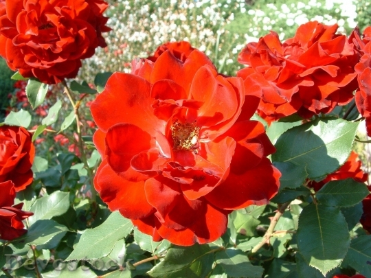 Devostock Beautiful red rose  (304)