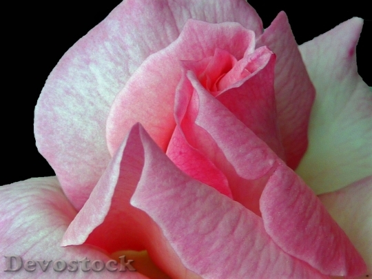 Devostock Beautiful red rose  (306)