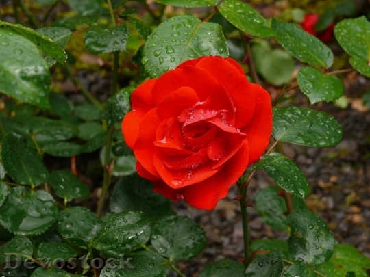 Devostock Beautiful red rose  (307)