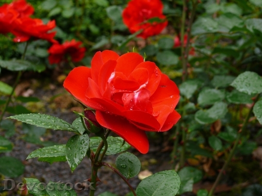 Devostock Beautiful red rose  (308)