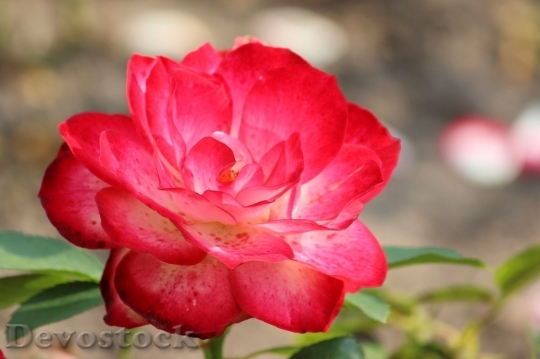 Devostock Beautiful red rose  (309)