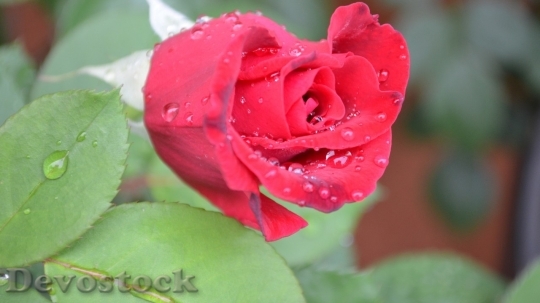 Devostock Beautiful red rose  (310)