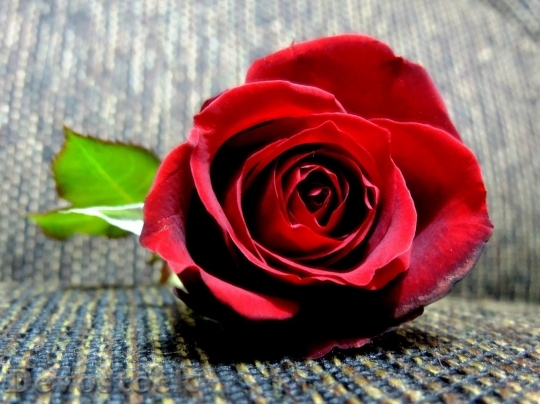 Devostock Beautiful red rose  (311)