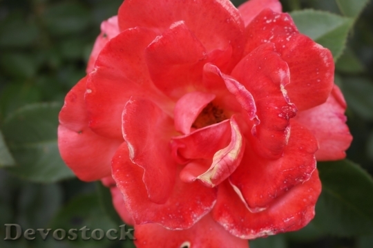 Devostock Beautiful red rose  (312)