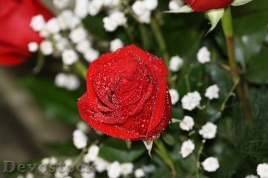 Devostock Beautiful red rose  (313)