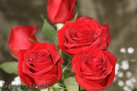 Devostock Beautiful red rose  (314)