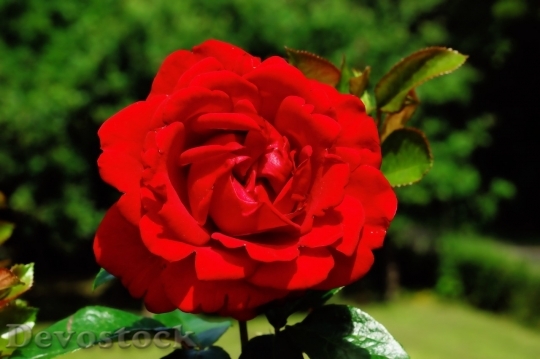 Devostock Beautiful red rose  (318)