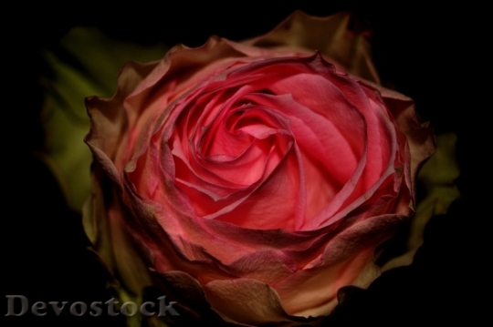 Devostock Beautiful red rose  (319)