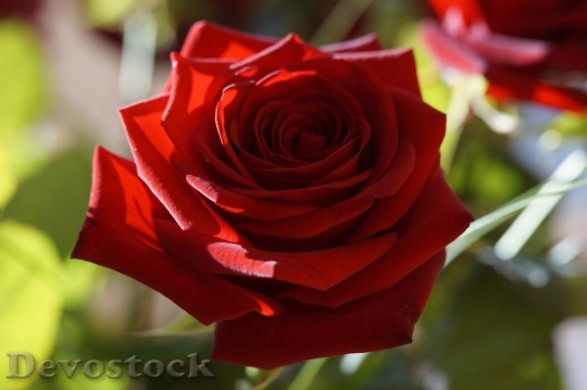 Devostock Beautiful red rose  (32)