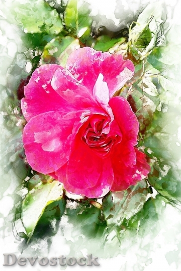 Devostock Beautiful red rose  (320)