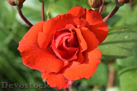 Devostock Beautiful red rose  (322)