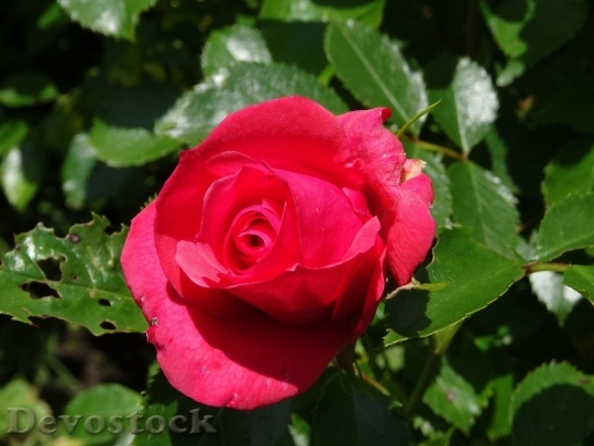 Devostock Beautiful red rose  (325)