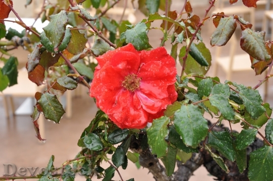 Devostock Beautiful red rose  (326)