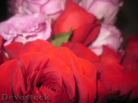 Devostock Beautiful red rose  (327)