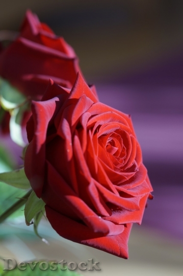 Devostock Beautiful red rose  (33)
