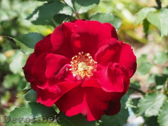 Devostock Beautiful red rose  (332)