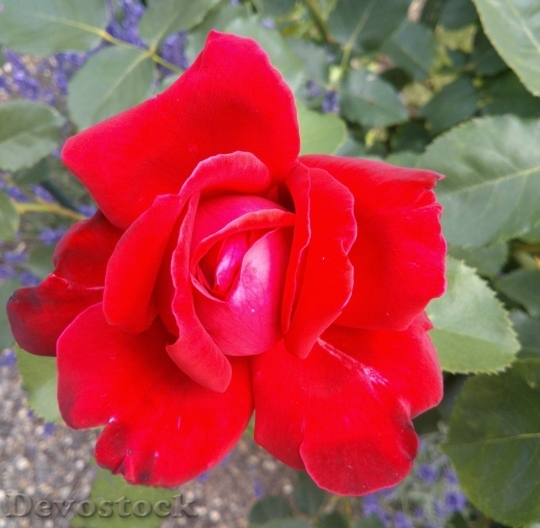 Devostock Beautiful red rose  (333)