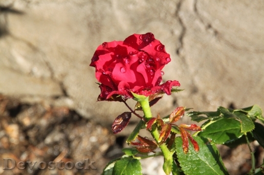 Devostock Beautiful red rose  (334)