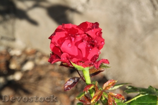Devostock Beautiful red rose  (335)