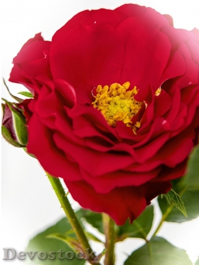 Devostock Beautiful red rose  (338)