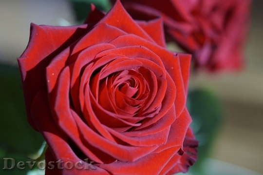 Devostock Beautiful red rose  (34)
