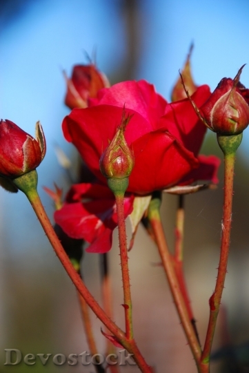 Devostock Beautiful red rose  (340)