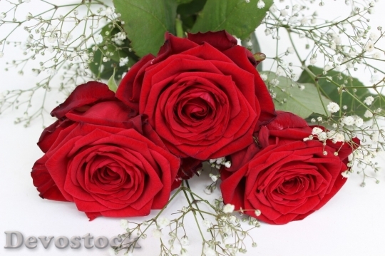 Devostock Beautiful red rose  (341)