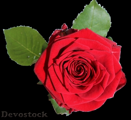 Devostock Beautiful red rose  (342)