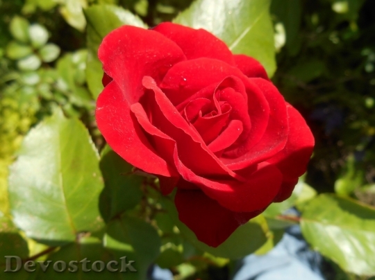 Devostock Beautiful red rose  (344)