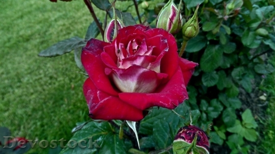 Devostock Beautiful red rose  (346)