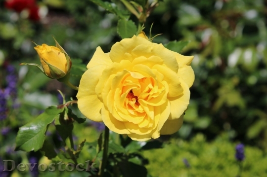 Devostock Beautiful red rose  (347)