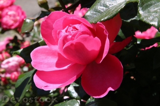 Devostock Beautiful red rose  (348)