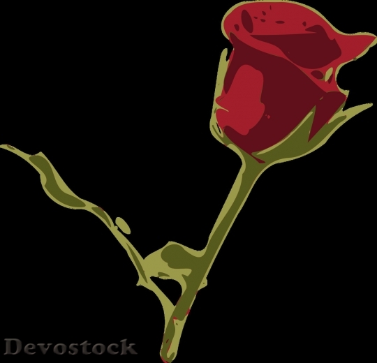 Devostock Beautiful red rose  (349)