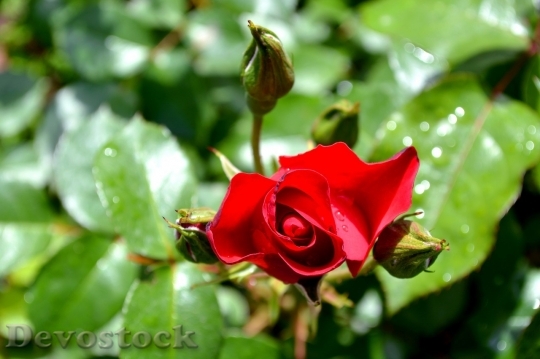 Devostock Beautiful red rose  (352)
