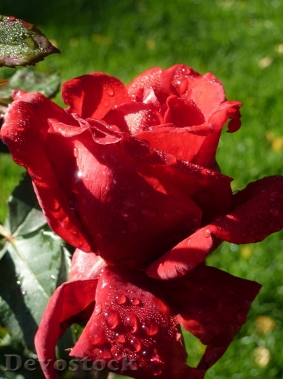 Devostock Beautiful red rose  (354)