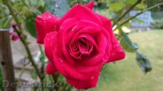Devostock Beautiful red rose  (355)