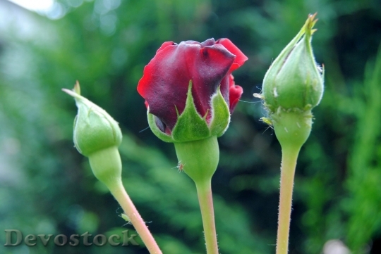 Devostock Beautiful red rose  (358)