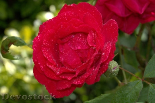 Devostock Beautiful red rose  (359)