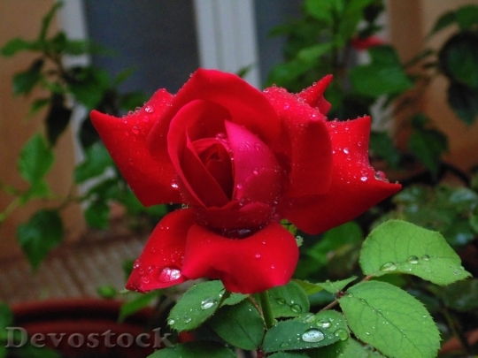 Devostock Beautiful red rose  (360)