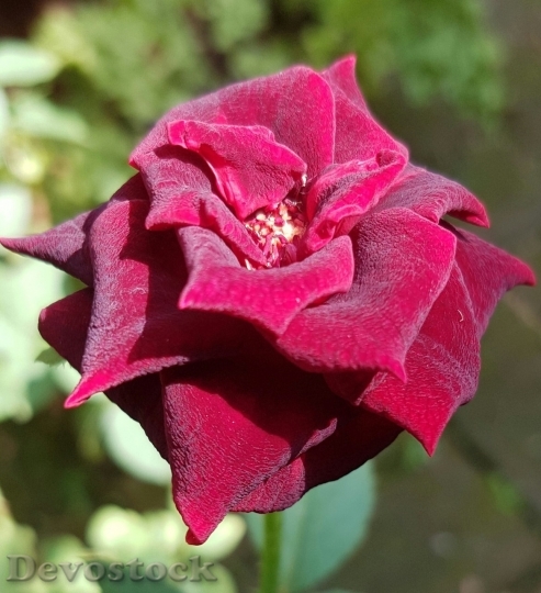 Devostock Beautiful red rose  (361)