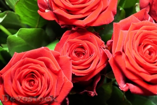 Devostock Beautiful red rose  (363)