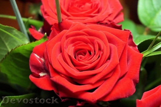 Devostock Beautiful red rose  (364)