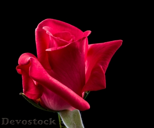 Devostock Beautiful red rose  (365)