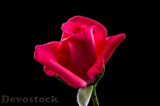 Devostock Beautiful red rose  (366)