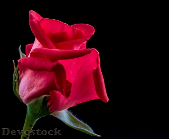 Devostock Beautiful red rose  (367)