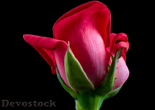 Devostock Beautiful red rose  (368)