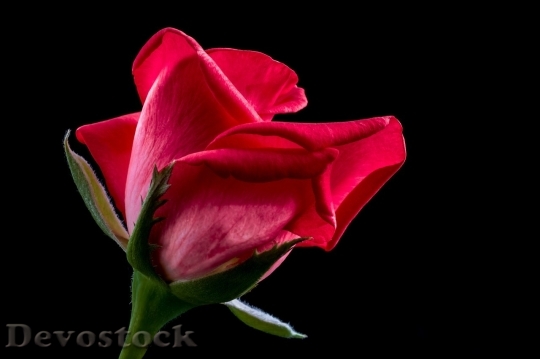 Devostock Beautiful red rose  (369)