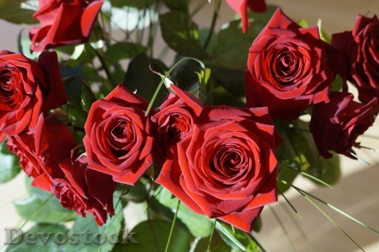 Devostock Beautiful red rose  (37)