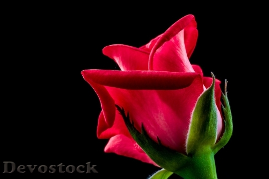 Devostock Beautiful red rose  (370)