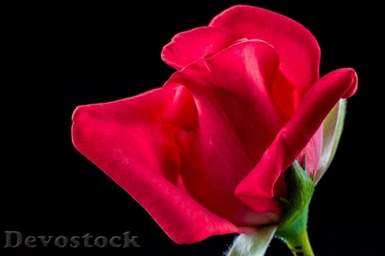 Devostock Beautiful red rose  (371)
